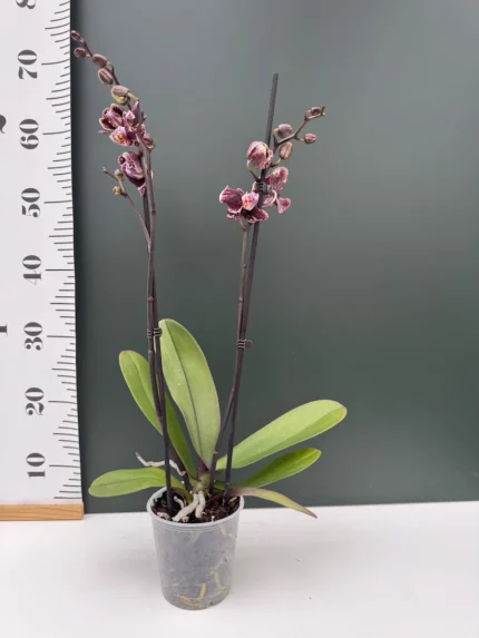 IMG 4021 &bull; Ελληνικές Ορχιδέες &bull; Μοναδικές ορχιδέες με στυλ και αρώματα!
