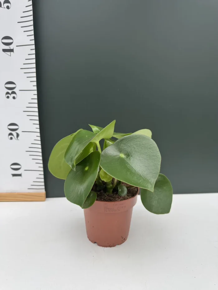 Peperomia Polybotrya Raindrop - Image 2