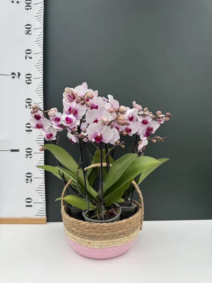 Basket - Καλάθι 24cm - Image 2