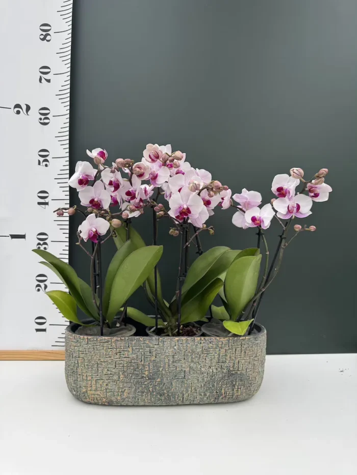 Ζαρτινιέρα - Stone pot 39cm - Image 2