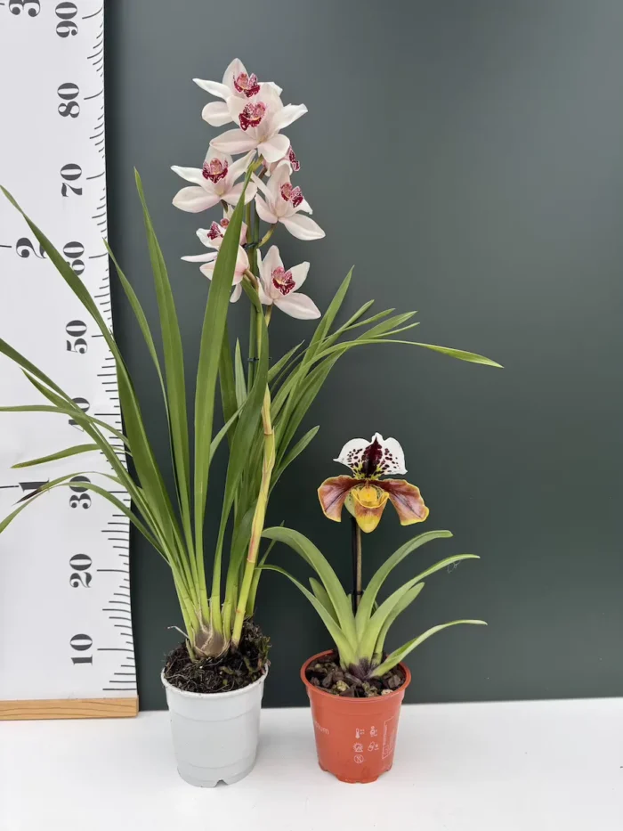 Προσφορά 2 Orchid "Cymbidium + Paphiopedilum" - Image 2