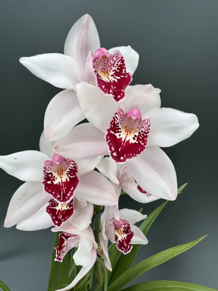 Προσφορά 2 Orchid "Cymbidium + Paphiopedilum" - Image 3
