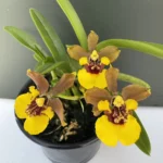 Orchid miniature - Oncidium croesus "miniature"
