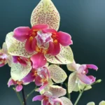 Phalaenopsis Chi-Yueh Kaleidoscope (Peloric)
