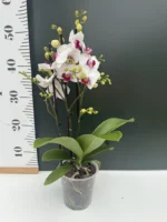 Phalaenopsis Glossy - Image 2
