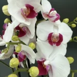 Phalaenopsis Glossy