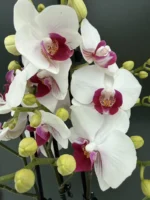 Phalaenopsis Glossy