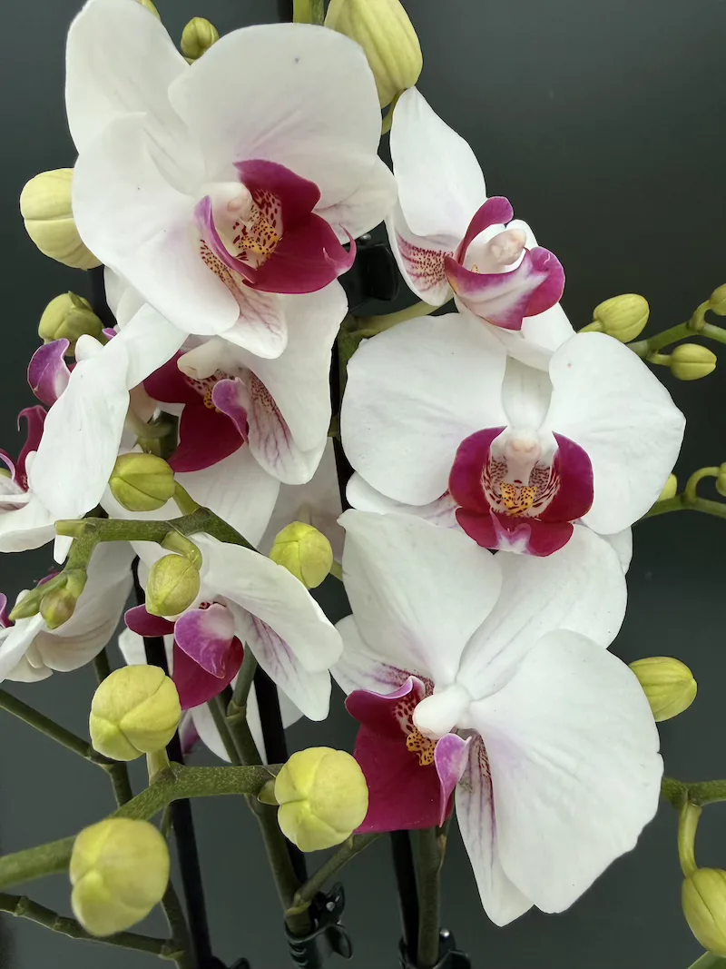 IMG_7398 Phalaenopsis Glossy - Image 1