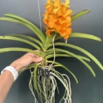Vanda - Orange