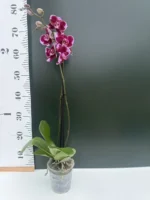 Phalaenopsis Velvet Cherry - Image 2