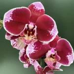 Phalaenopsis Velvet Cherry