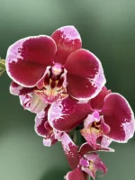 Phalaenopsis Velvet Cherry