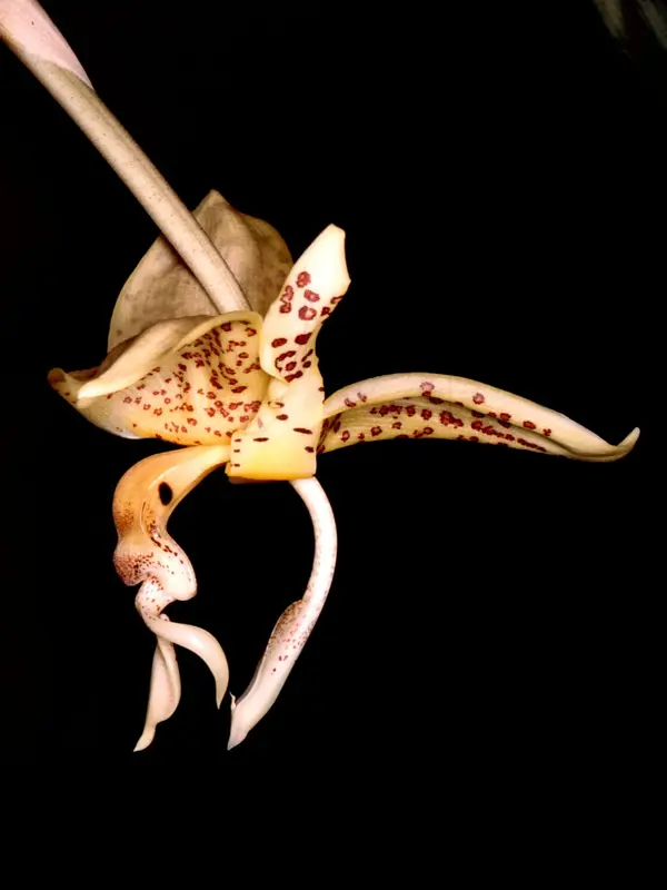 Stanhopea_oculata_Orchi_001 Stanhopea oculata Orchi 001 • Ελληνικές Ορχιδέες • Μοναδικές ορχιδέες με στυλ και αρώματα!