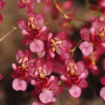 Oncidium - Twinkle 'Rubina'