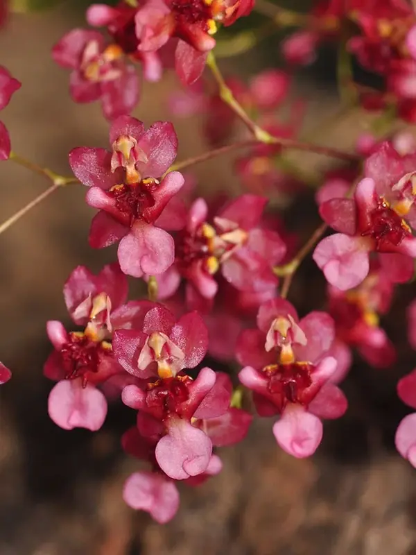 produkt oncidium hybride twinkle anna2 1 • Ελληνικές Ορχιδέες • Μοναδικές ορχιδέες με στυλ και αρώματα!