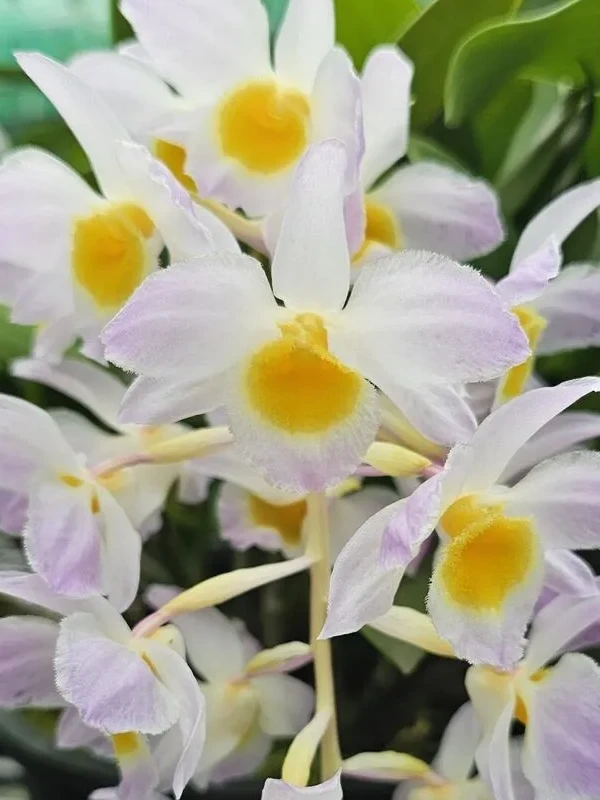 s-l1200 s l1200 • Ελληνικές Ορχιδέες • Μοναδικές ορχιδέες με στυλ και αρώματα!