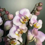 Phalaenopsis - Carola