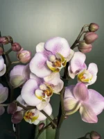 Phalaenopsis - Carola