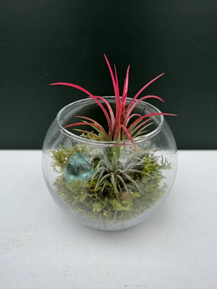 Συνθεση Airplants - natural moss - Image 4