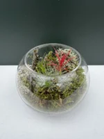 Συνθεση Airplants - natural moss - Image 3