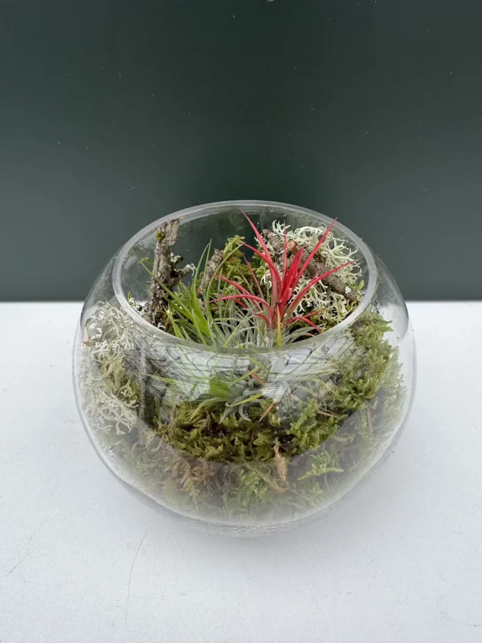 Συνθεση Airplants - natural moss - Image 3