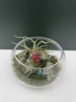 Συνθεση Airplants - natural moss - Image 2
