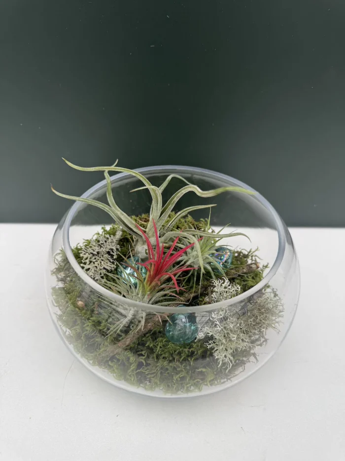 Συνθεση Airplants - natural moss - Image 2