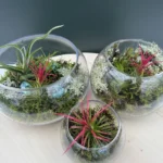Συνθεση Airplants - natural moss