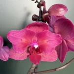 Phalaenopsis - Red Peloric