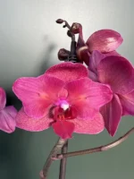 Phalaenopsis - Red Peloric