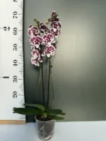 Phalaenopsis - Untold Stories Peloric - Image 2