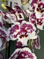 Phalaenopsis - Untold Stories Peloric