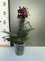 Phalaenopsis - Katrina - Image 2