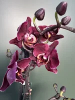 Phalaenopsis - Katrina