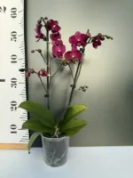 Phalaenopsis - 'Wine' - Image 2