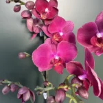 Phalaenopsis - 'Wine'