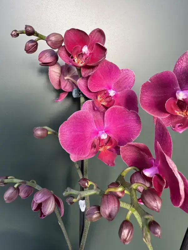 IMG_4256 Phalaenopsis - 'Wine' - Image 1