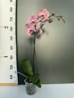 Phalaenopsis - Honey Peach - Image 2