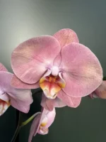 Phalaenopsis - Honey Peach