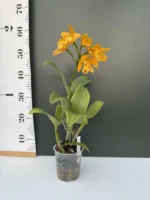 Rhyncholaeliocattleya - Jin Pin Beauty - Image 2