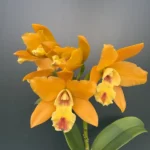 Rhyncholaeliocattleya - Jin Pin Beauty