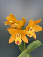 Rhyncholaeliocattleya - Jin Pin Beauty