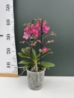 Phalaenopsis Rosalia MF - Image 2