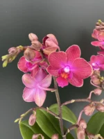 Phalaenopsis Rosalia MF