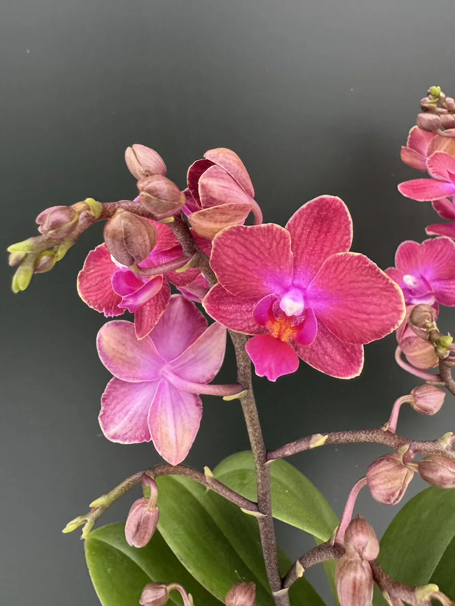 Phalaenopsis Rosalia MF