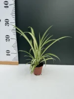 Chlorophytum  Varigatum - Image 2