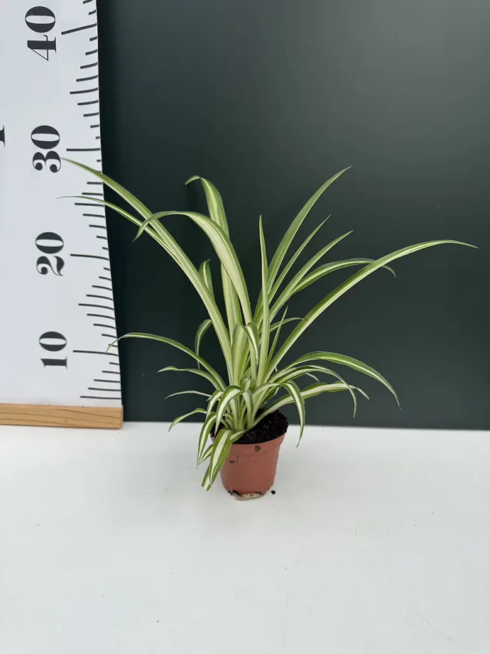 Chlorophytum  Varigatum - Image 2