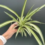 Chlorophytum  Varigatum