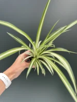 Chlorophytum  Varigatum