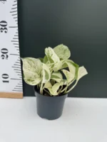 "Πόθος" Epipremnum Pinnatum Marble Variegata - Image 2